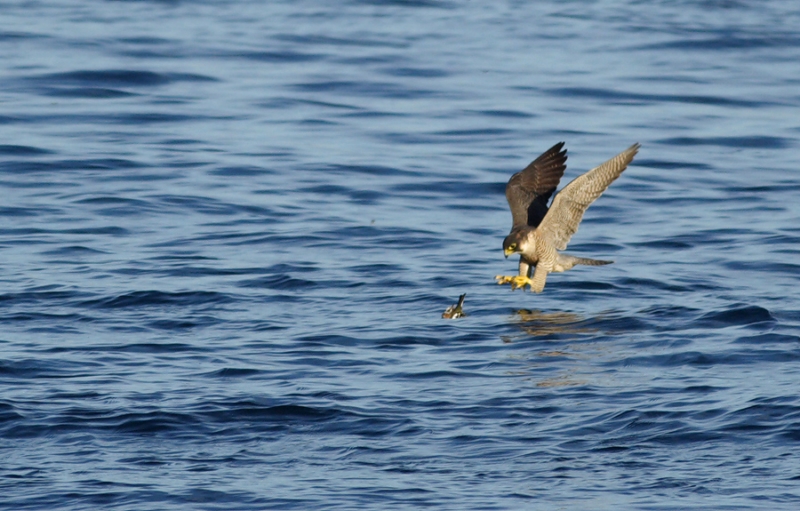 Halcón peregrino